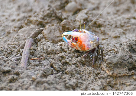 Fiddler crab Fiddler crab 142747306