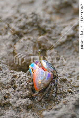 Fiddler crab Fiddler crab 142747307