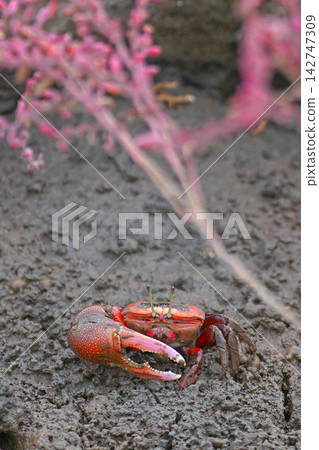 Fiddler crab Fiddler crab 142747309