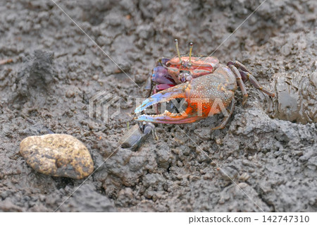 Fiddler crab Fiddler crab 142747310