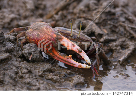 Fiddler crab Fiddler crab 142747314