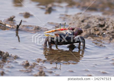 Fiddler crab Fiddler crab 142747323