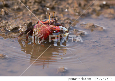 Fiddler crab Fiddler crab 142747328