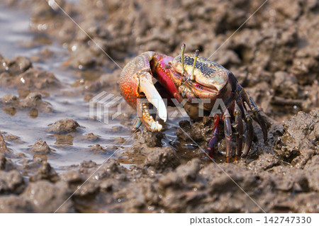 Fiddler crab Fiddler crab 142747330