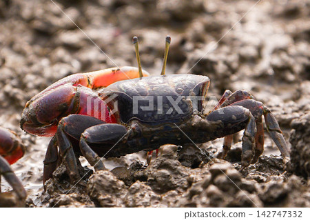 Fiddler crab Fiddler crab 142747332