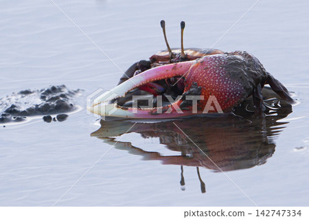 Fiddler crab Fiddler crab 142747334