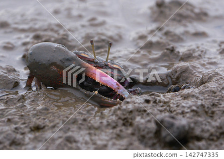 Fiddler crab Fiddler crab 142747335