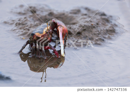 Fiddler crab Fiddler crab 142747336