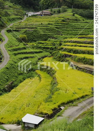 隨著收穫季節的臨近，伊真梯田（Ijin Rice Terraces）也隨之升起。 142747399