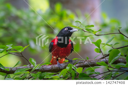 Maroon Oriole Perched on a Tree Branch in Wulai, Taiwan Maroon Oriole Perched on a Tree Branch in Wulai, Taiwan 142747408