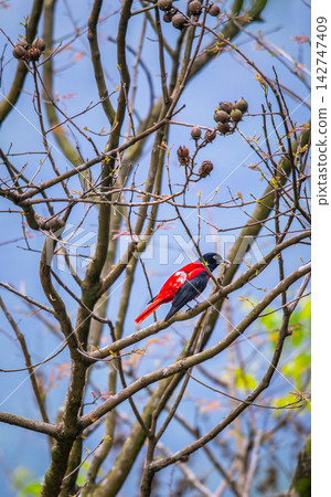 Maroon Oriole Perched on Tree Branch in Wulai, Taiwan Maroon Oriole Perched on Tree Branch in Wulai, Taiwan 142747409