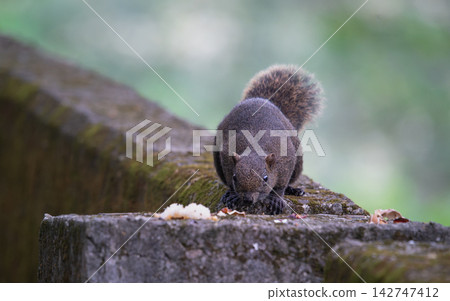 Squirrel Eating Food on Concrete Wall in New Taipei 142747412