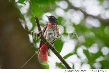 Maroon Oriole Perched on a Branch in Wulai, New Taipei City, Taiwan 142747425