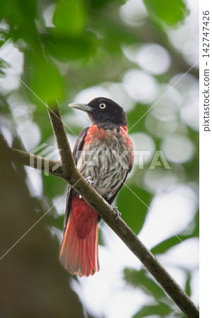 Maroon Oriole perched on a branch in Wulai, New Taipei City, Taiwan 142747426