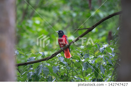 Maroon Oriole perched on a branch in Wulai, New Taipei City, Taiwan Maroon Oriole perched on a branch in Wulai, New Taipei City, Taiwan 142747427