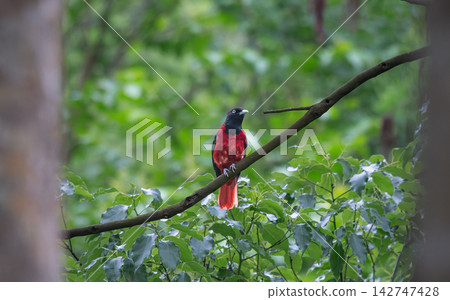 Maroon Oriole perched on a branch in Wulai, New Taipei City, Taiwan. Maroon Oriole perched on a branch in Wulai, New Taipei City, Taiwan. 142747428