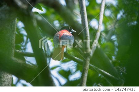 Male Maroon Oriole perched on a tree branch in Wulai, Taiwan Male Maroon Oriole perched on a tree branch in Wulai, Taiwan 142747435