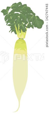Illustrations of Japanese radish Illustrations of Japanese radish 142747448