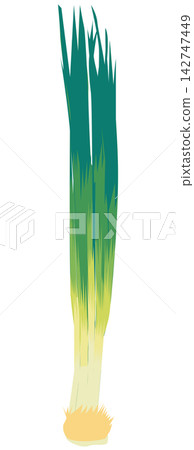 Illustration of green onions Illustration of green onions 142747449