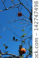 Mukudori picking persimmons 142747498