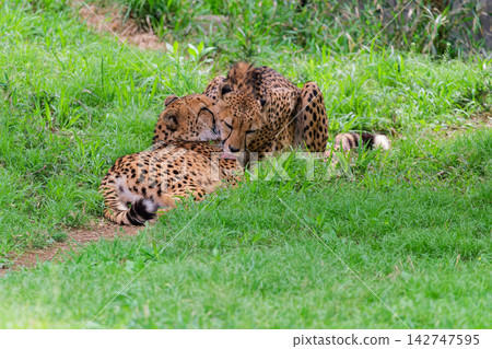 Cheetahs grooming themselves ⑧ Cheetahs grooming themselves ⑧ 142747595