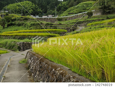 Golden rice plants bowing their heads (Inohata Rice Terraces) Golden rice plants bowing their heads (Inohata Rice Terraces) 142748019