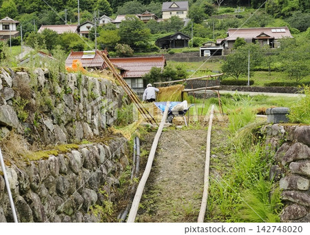 Rice drying work in terraced rice fields (Inohata Terraced Rice Fields) Rice drying work in terraced rice fields (Inohata Terraced Rice Fields) 142748020
