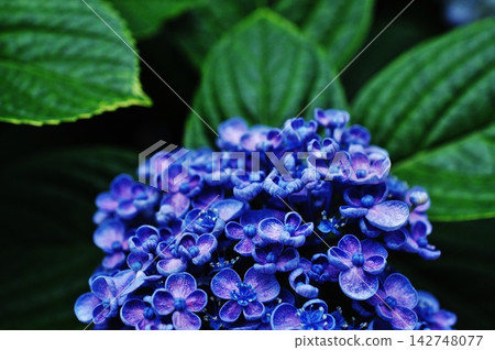 繡球花的特寫,其特點是深藍色和捲曲的花瓣。 繡球花的特寫,其特點是深藍色和捲曲的花瓣。 142748077