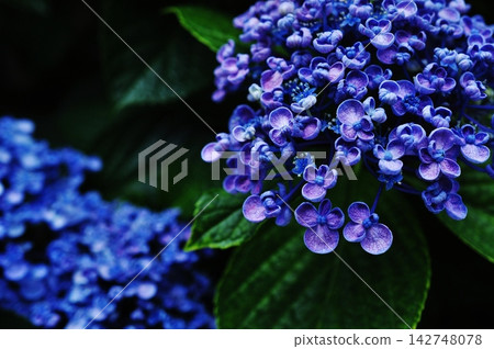 繡球花的特寫,其特點是深藍色和捲曲的花瓣。 繡球花的特寫,其特點是深藍色和捲曲的花瓣。 142748078