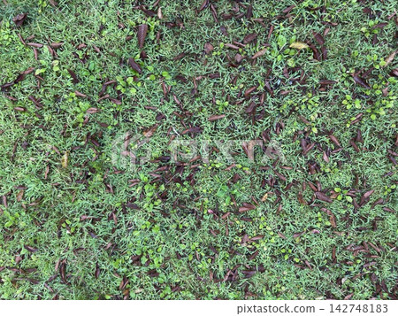 Fallen leaves on the grass Fallen leaves on the grass 142748183