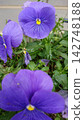purple pansy flowers are blooming 142748188