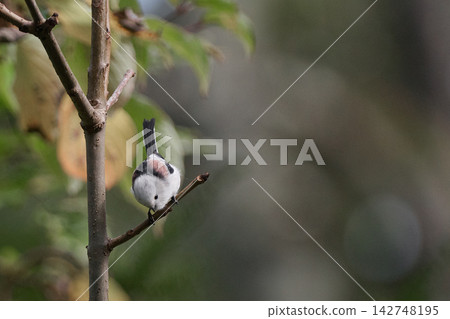 Long-tailed tit in autumn Long-tailed tit in autumn 142748195