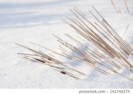 Delicate dried reed grass and a few cattail heads are in a snowdrift 142748274