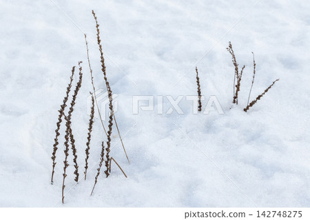 Dried brown stalks and seedheads rise from soft, untouched snow Dried brown stalks and seedheads rise from soft, untouched snow 142748275