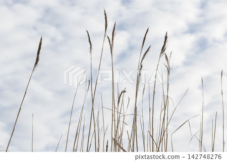 Tall dry grasses and slender reeds reach toward a soft overcast sky 142748276