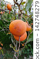 A persimmon on a tree 142748279