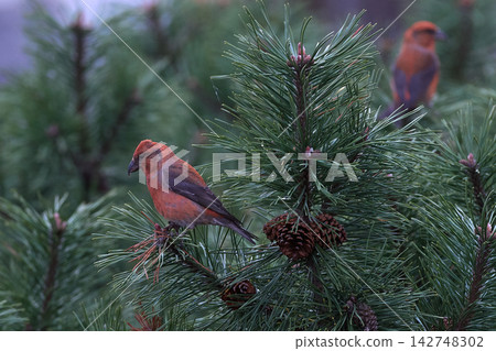 Isuka male autumn conifer Isuka male autumn conifer 142748302