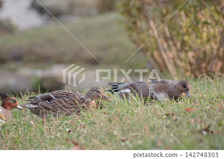 Landscape, ducks, waterside Landscape, ducks, waterside 142748303