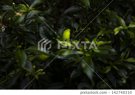 Green Caterpillar Crawling On A Gardenia Plant Leaf Green Caterpillar Crawling On A Gardenia Plant Leaf 142748310