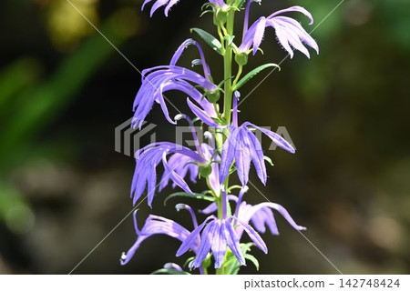 藍紫色的山梗菜（Lobelia sessilifolia）是一種美麗的花簇，生長在日本的濕地。 142748424
