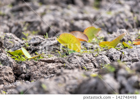 Young lotus leaves emerging from cracked dry soil fresh green sprouts representing plant growth resilience drought recovery nature environmental change Young lotus leaves emerging from cracked dry soil fresh green sprouts representing plant growth resilience drought recovery nature environmental change 142748498