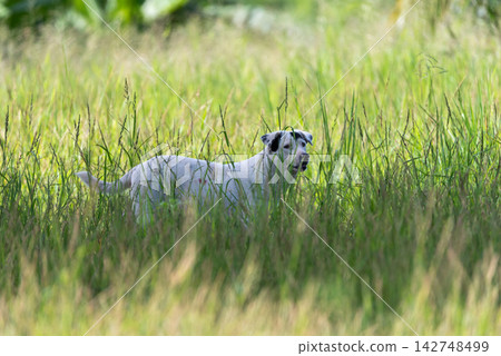 White dog standing alert among tall green grass peaceful natural meadow surrounded by lush vegetation soft sunlight open copy space White dog standing alert among tall green grass peaceful natural meadow surrounded by lush vegetation soft sunlight open copy space 142748499