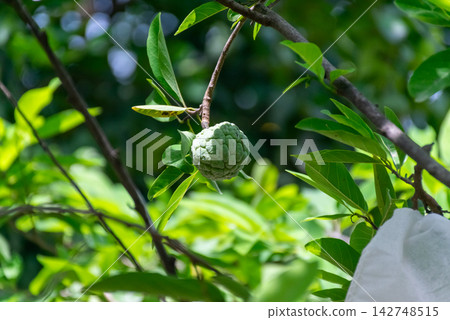 Fresh green sugar apple fruit growing naturally tropical tree surrounded by lush leaves bright sunlight representing organic agriculture healthy produce Fresh green sugar apple fruit growing naturally tropical tree surrounded by lush leaves bright sunlight representing organic agriculture healthy produce 142748515