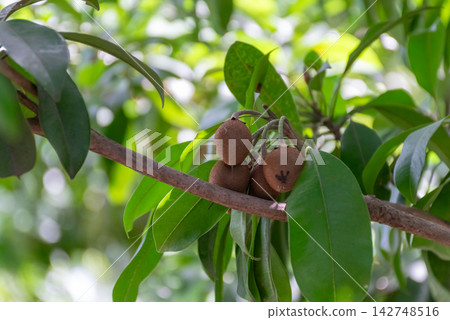 Fresh sapodilla fruits growing naturally tropical tree surrounded by lush green leaves sunlight representing tropical agriculture orchard farming fresh produce Fresh sapodilla fruits growing naturally tropical tree surrounded by lush green leaves sunlight representing tropical agriculture orchard farming fresh produce 142748516