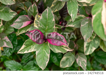 Green cream vivid pink variegated leaves growing dense tropical foliage creating colorful natural botanical background decorative garden texture Green cream vivid pink variegated leaves growing dense tropical foliage creating colorful natural botanical background decorative garden texture 142748518