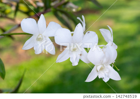 Beautiful white orchid flowers blooming branch against soft green garden background representing tropical nature floral beauty freshness elegance Beautiful white orchid flowers blooming branch against soft green garden background representing tropical nature floral beauty freshness elegance 142748519
