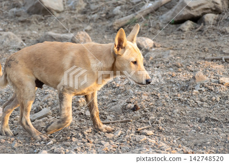 Tan stray dog walking across rough rocky ground outdoors representing homeless animals survival abandonment animal welfare life harsh environments 142748520