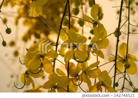 Beautiful yellow golden shower flowers blooming hanging branches warm sunlight soft natural background representing tropical beauty spring nature Beautiful yellow golden shower flowers blooming hanging branches warm sunlight soft natural background representing tropical beauty spring nature 142748521