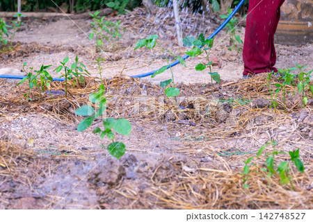 Farmer watering young green plants growing soil covered straw mulch representing organic gardening irrigation sustainable agriculture plant care Farmer watering young green plants growing soil covered straw mulch representing organic gardening irrigation sustainable agriculture plant care 142748527