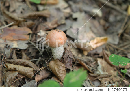 Orange-capped mushroom growing on the forest floor Orange-capped mushroom growing on the forest floor 142749075